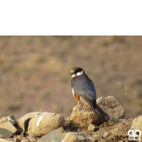 گونه لیل Eurasian Hobby